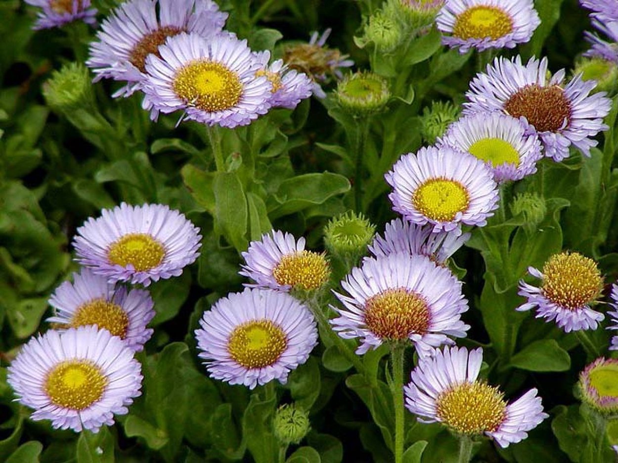 Erigeron annuus