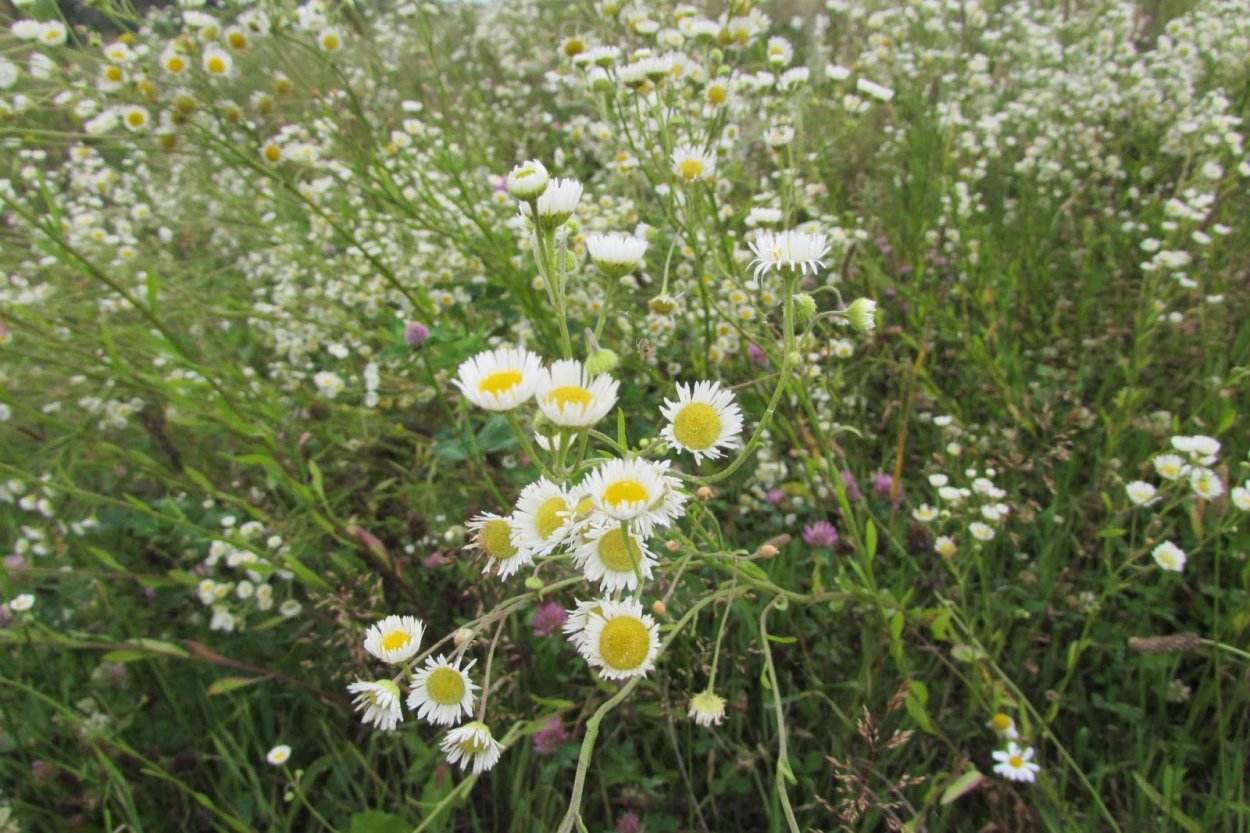 Мелколепестник щетинистый