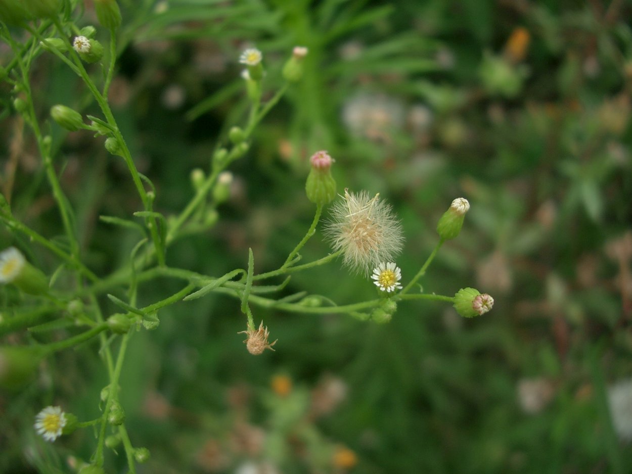 Мелколепестник Карвинского