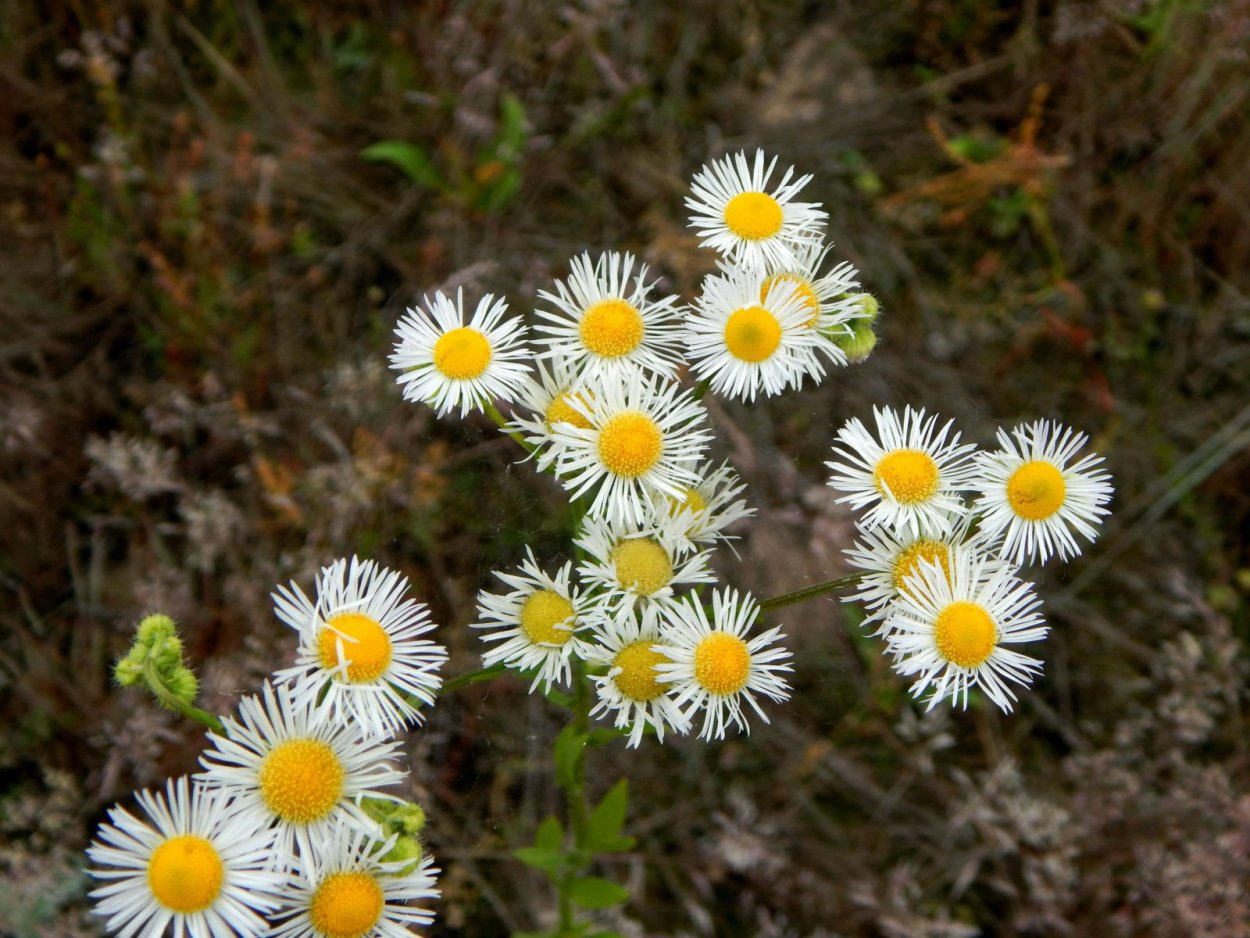 Мелколепестник гибридный