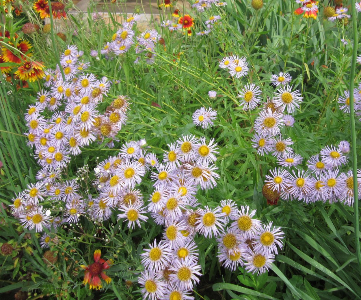 Мелколепестник Соммершнее