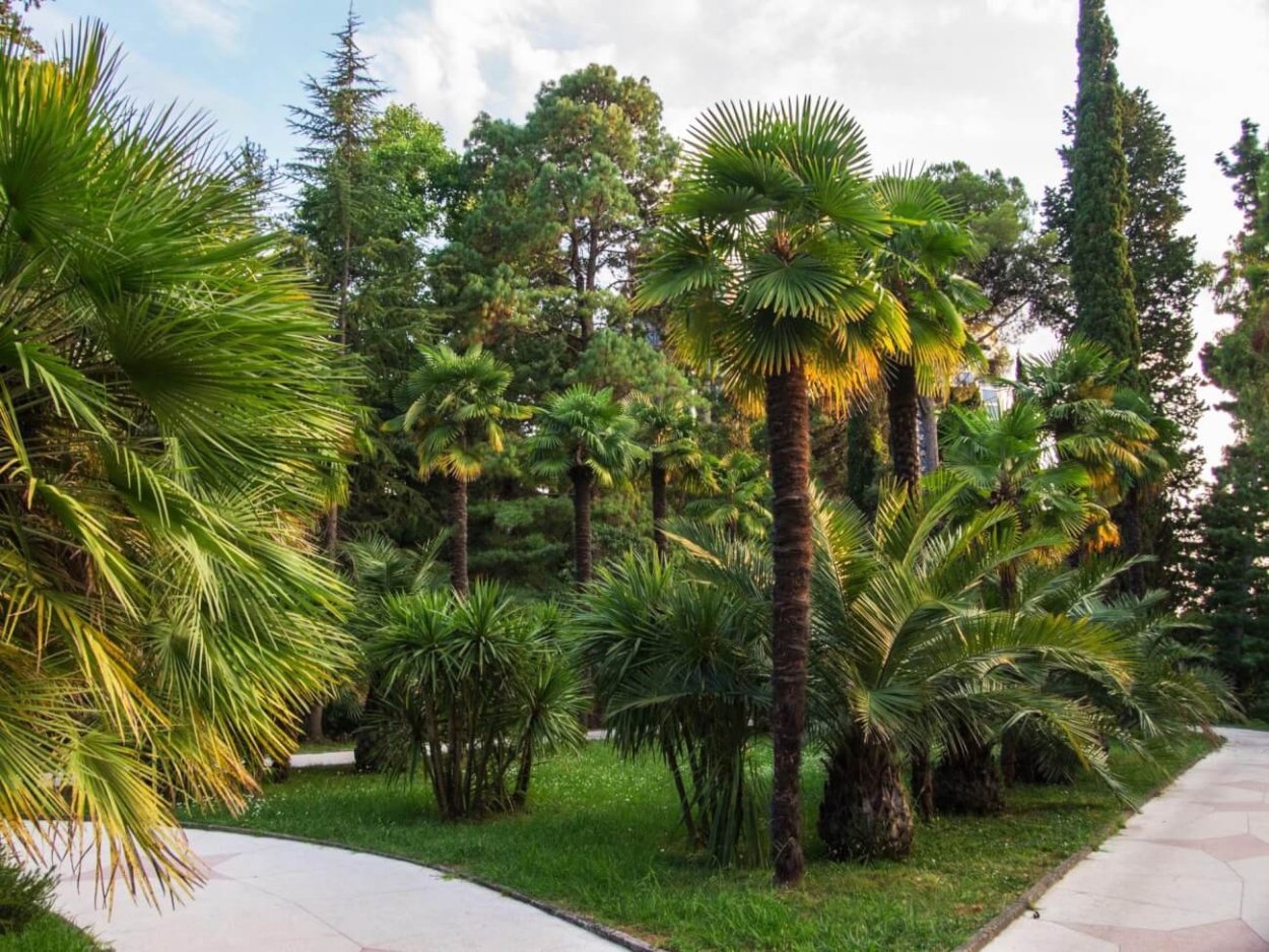 Австралийский эвкалипт дерево