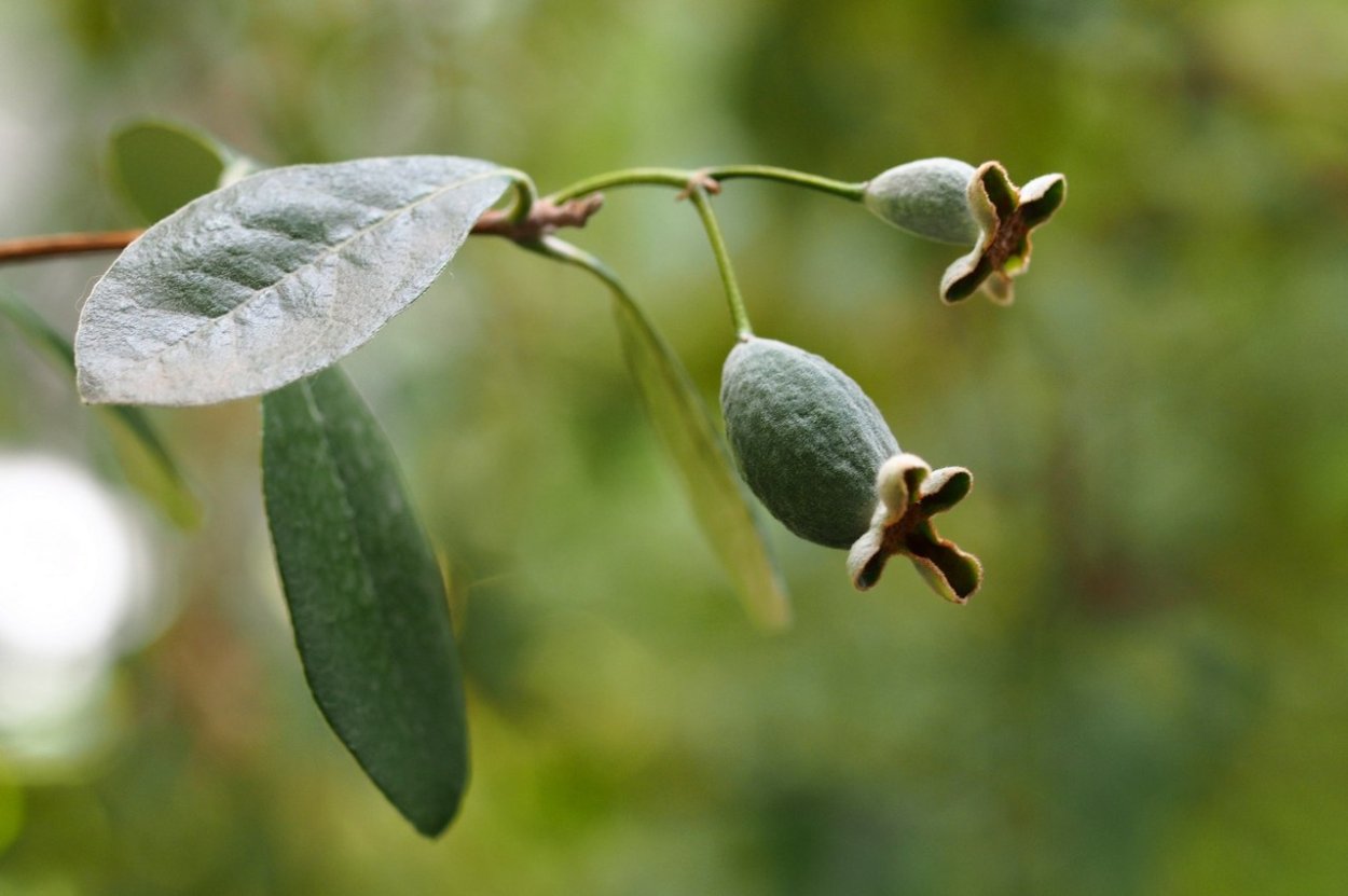 Растения субтропиков хурма