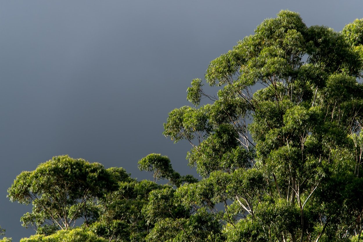 Растения Австралии эвкалипт