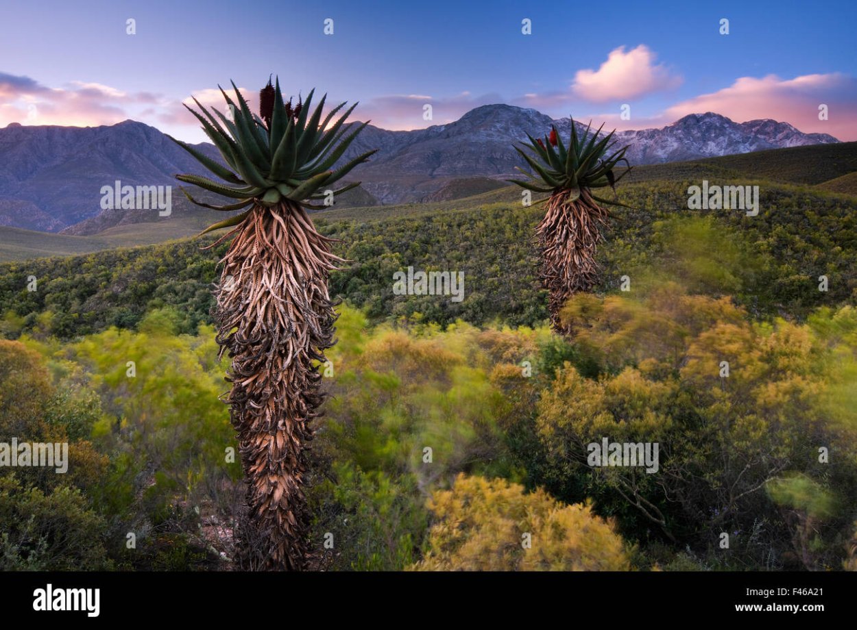 Пальмовые Рощи Северная Каролина