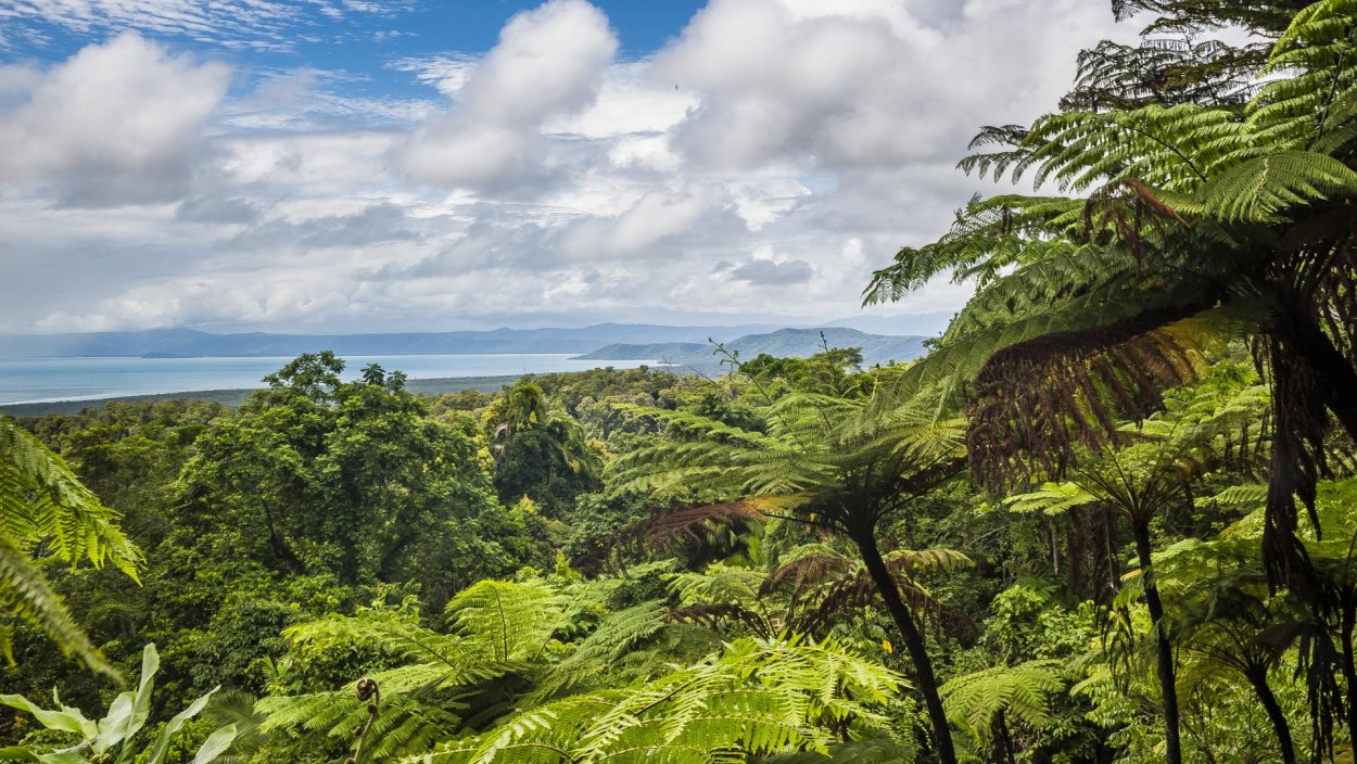 Субтропические дождевые леса Австралии