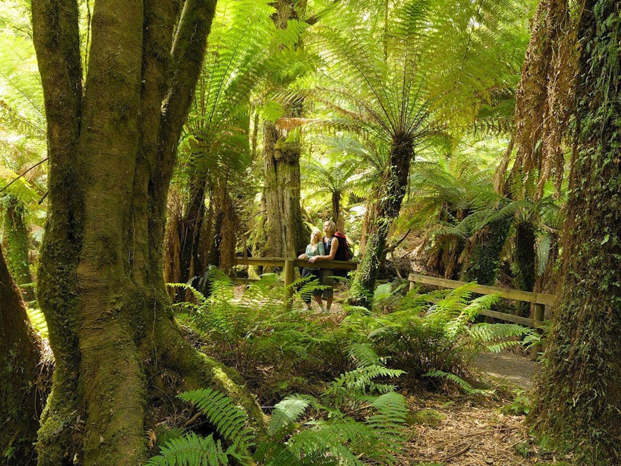 Субтропический лес Сочи лианы