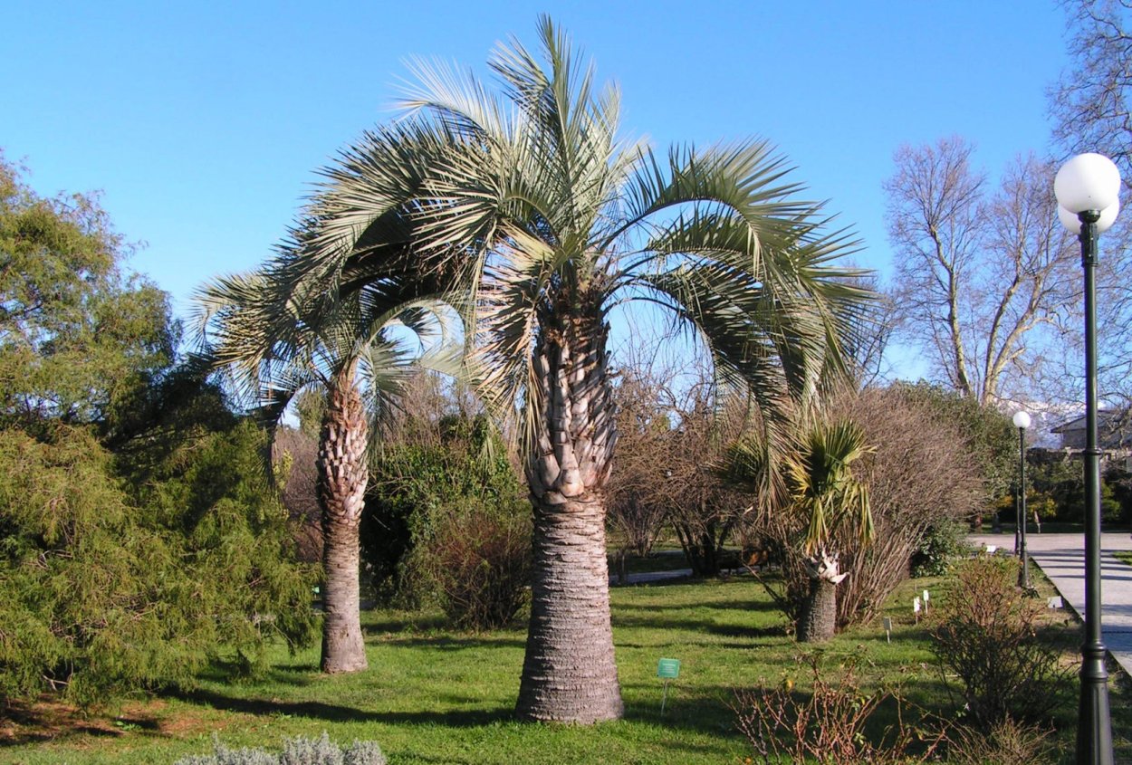 Бутия головчатая