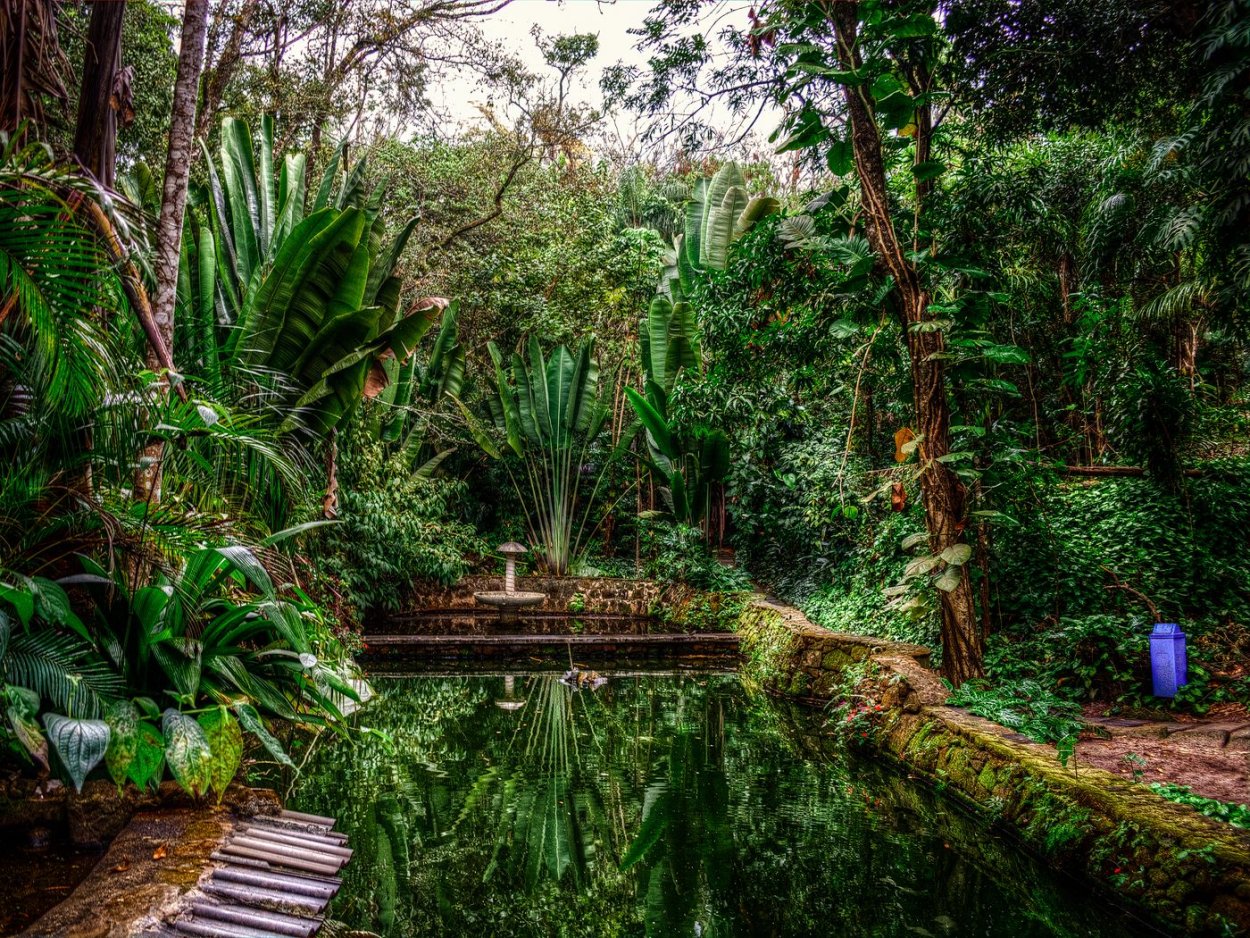 Джунгли тропики Калатея