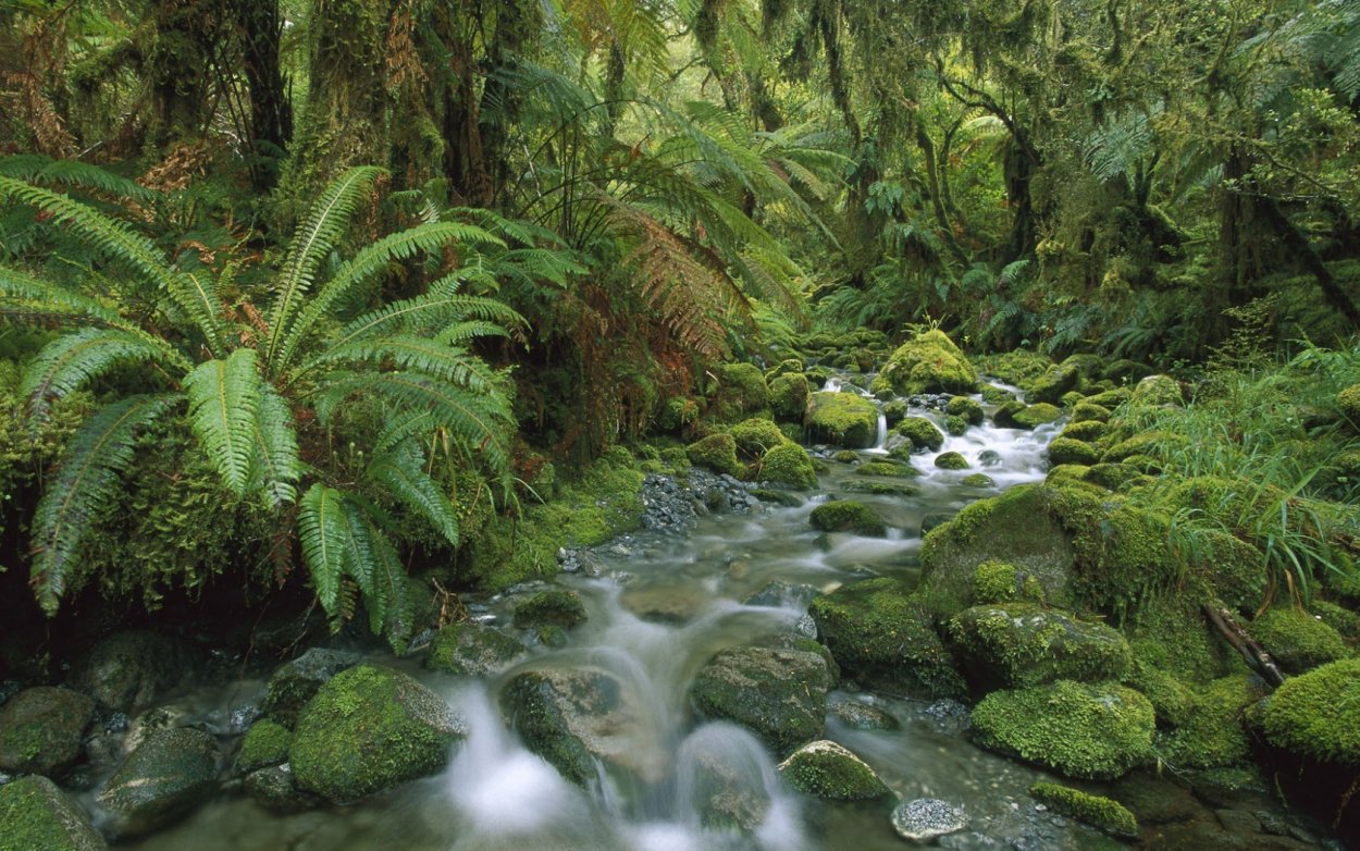 Субтропические дождевые леса