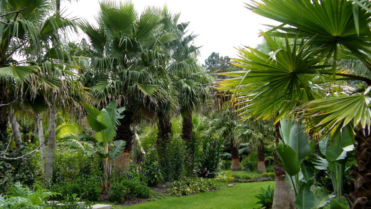 Бразилия Амазонка тропики цветы