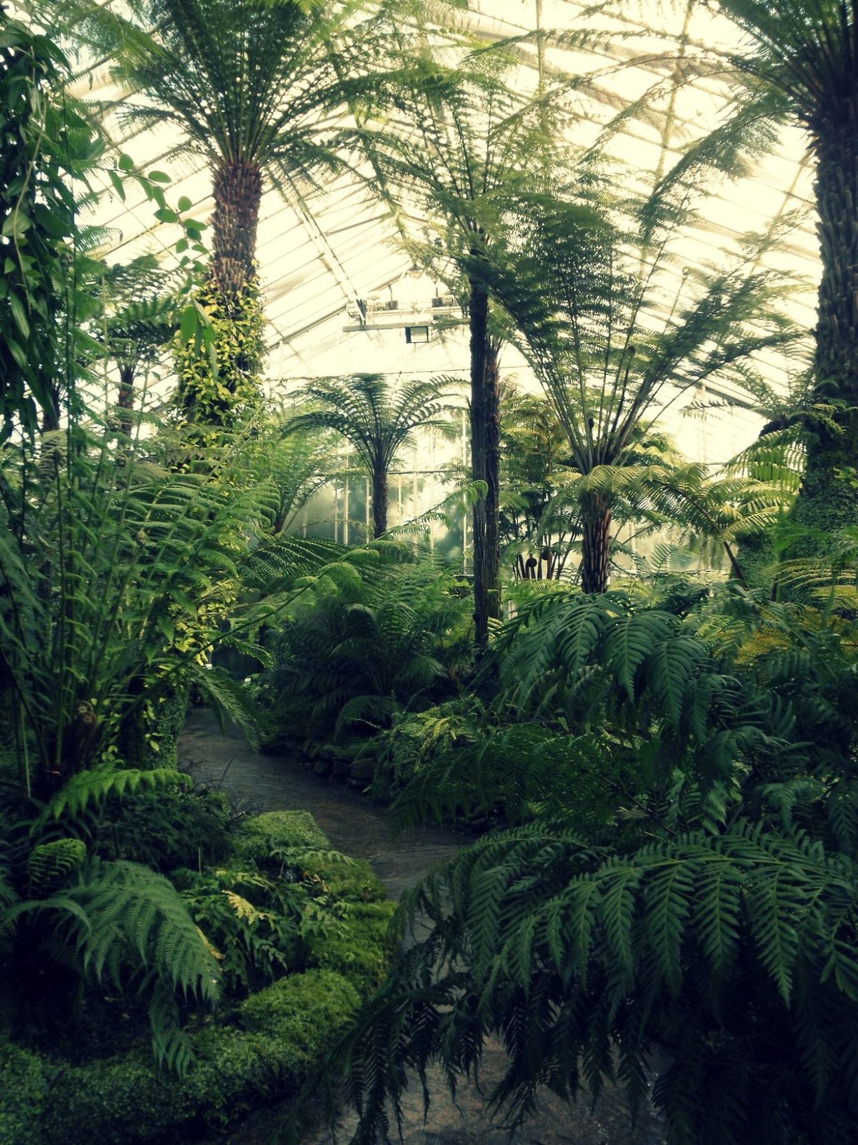Джангл оранжерея