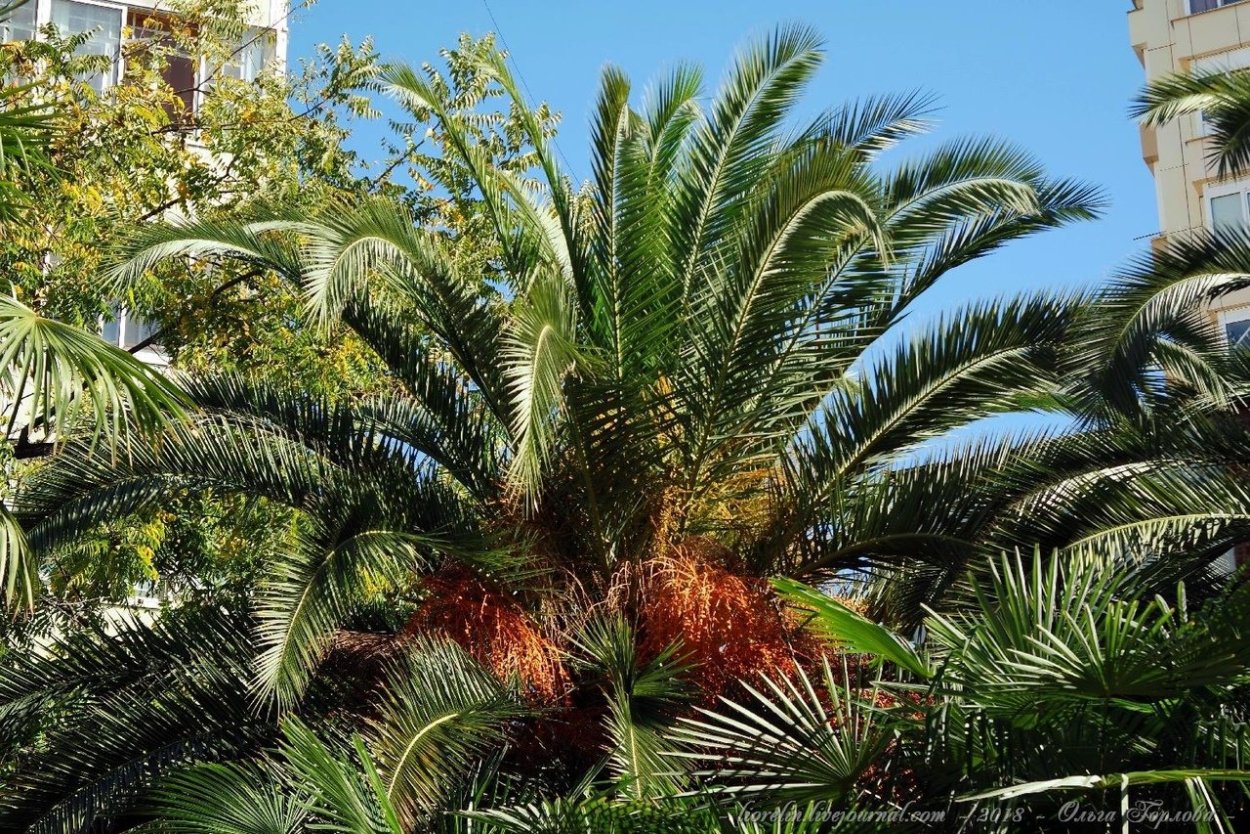 Низкорослые эвкалипты Австралии