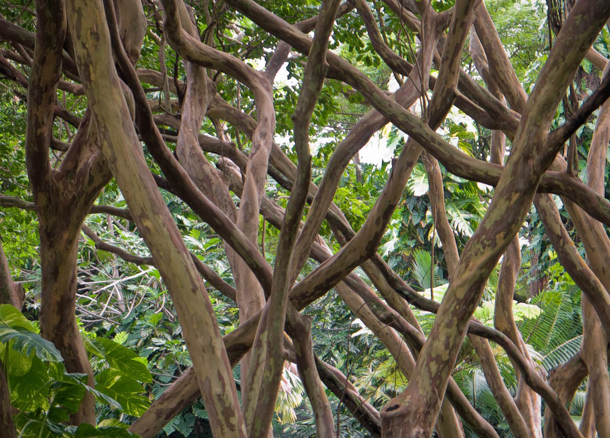 Колючие ксерофильные леса