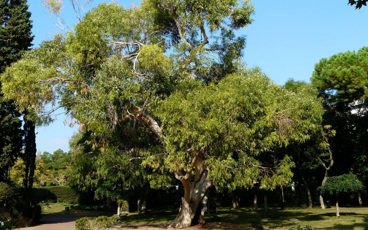 Субтропический климат Сочи