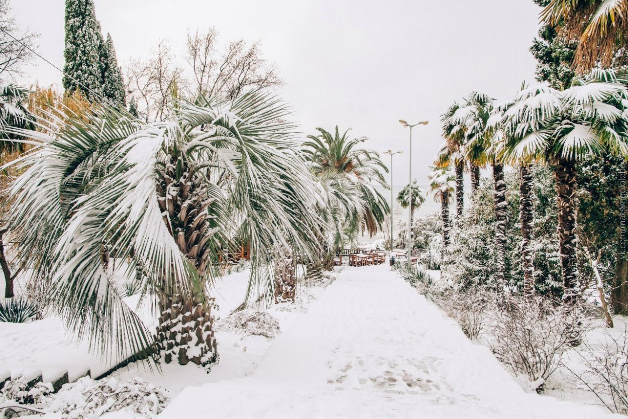 Бразилия араукария