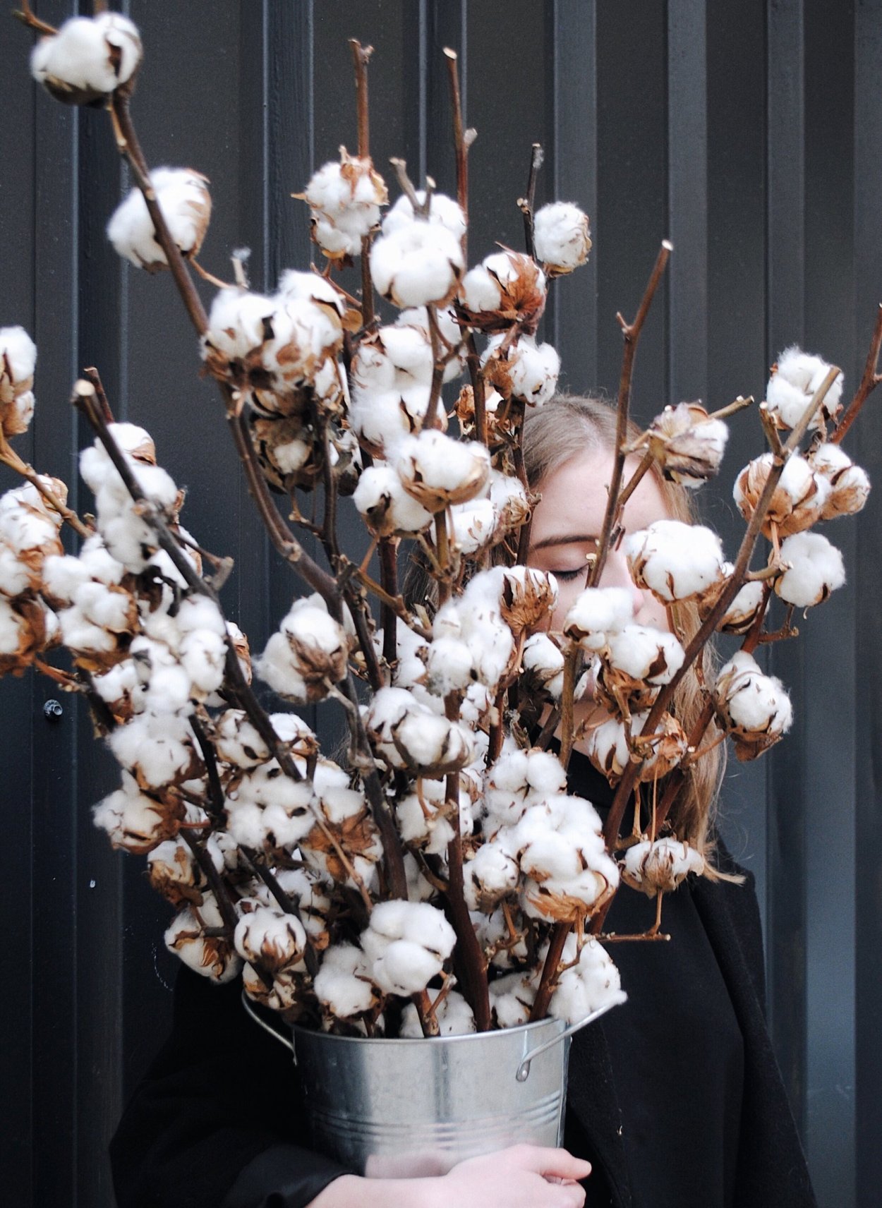 Магнолия сухоцвет