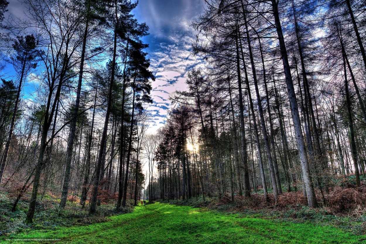 Леса с деревьями зрелого возраста