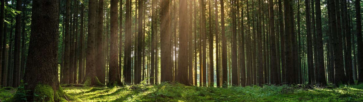 Длинная панорама леса