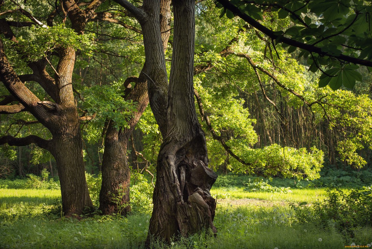 Дуб черешчатый Дубрава