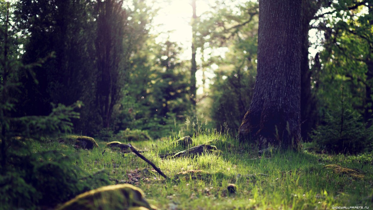 Лес панорама