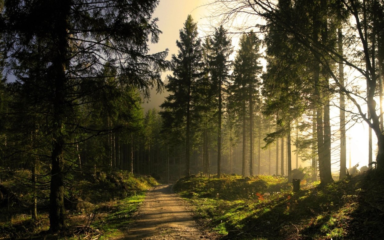 Леса квадратные