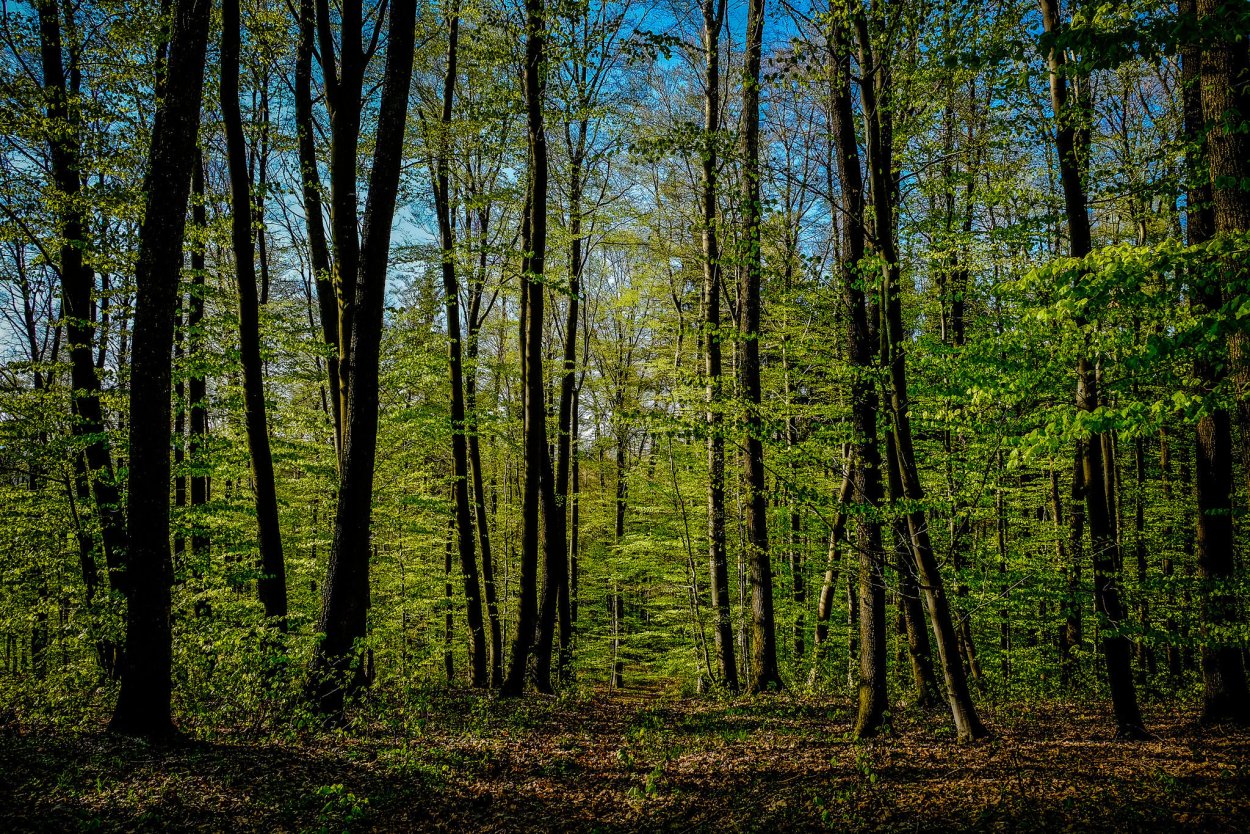 Лесные деревья