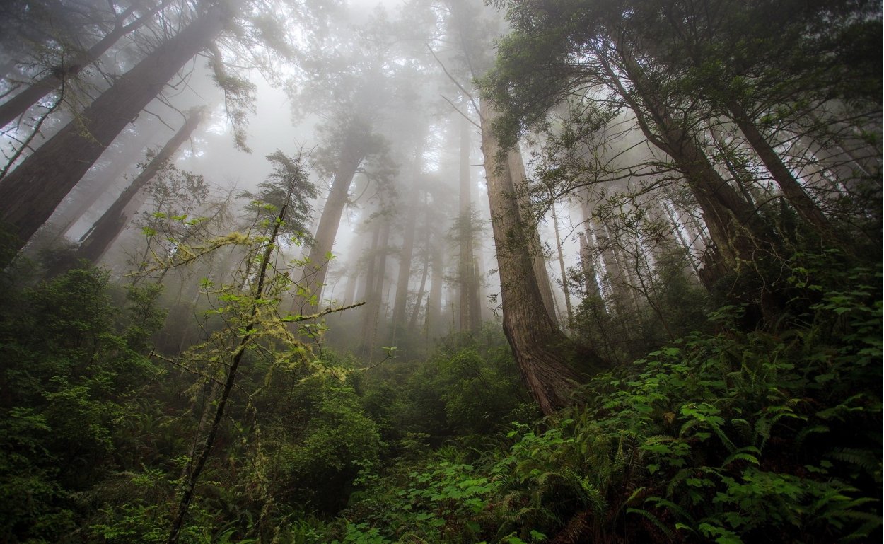 Красивые леса