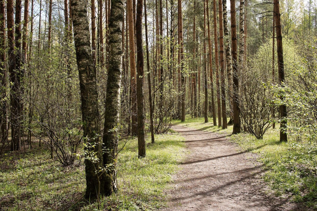 Темный лес Геншин