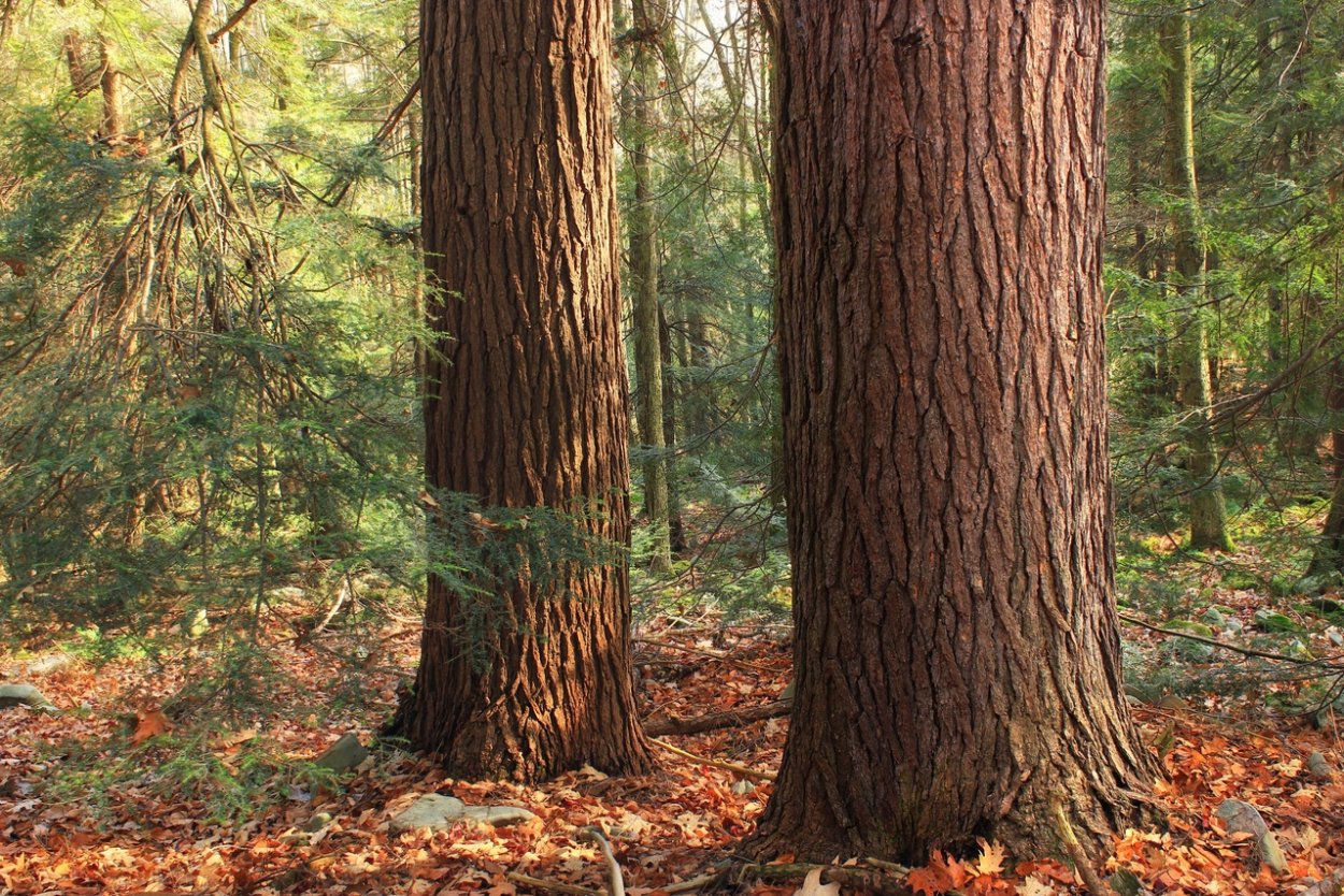 Сосна кедр Сибирский ствол
