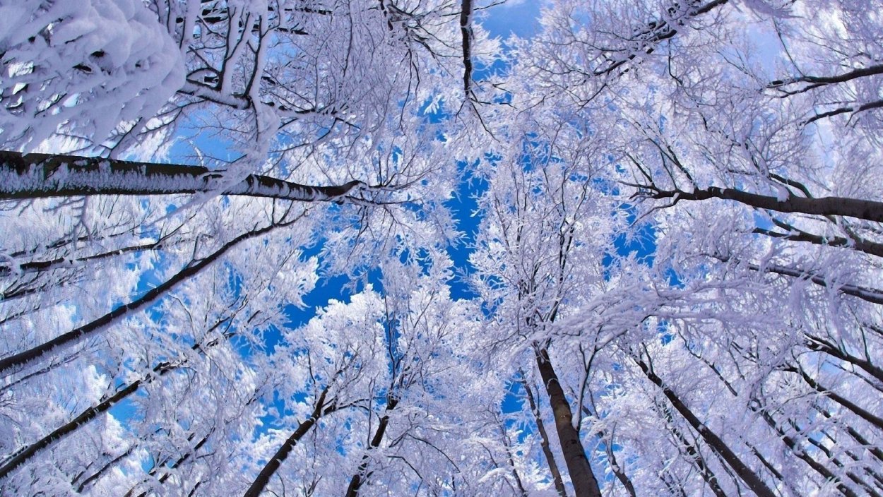 Шуберское Воронеж лес