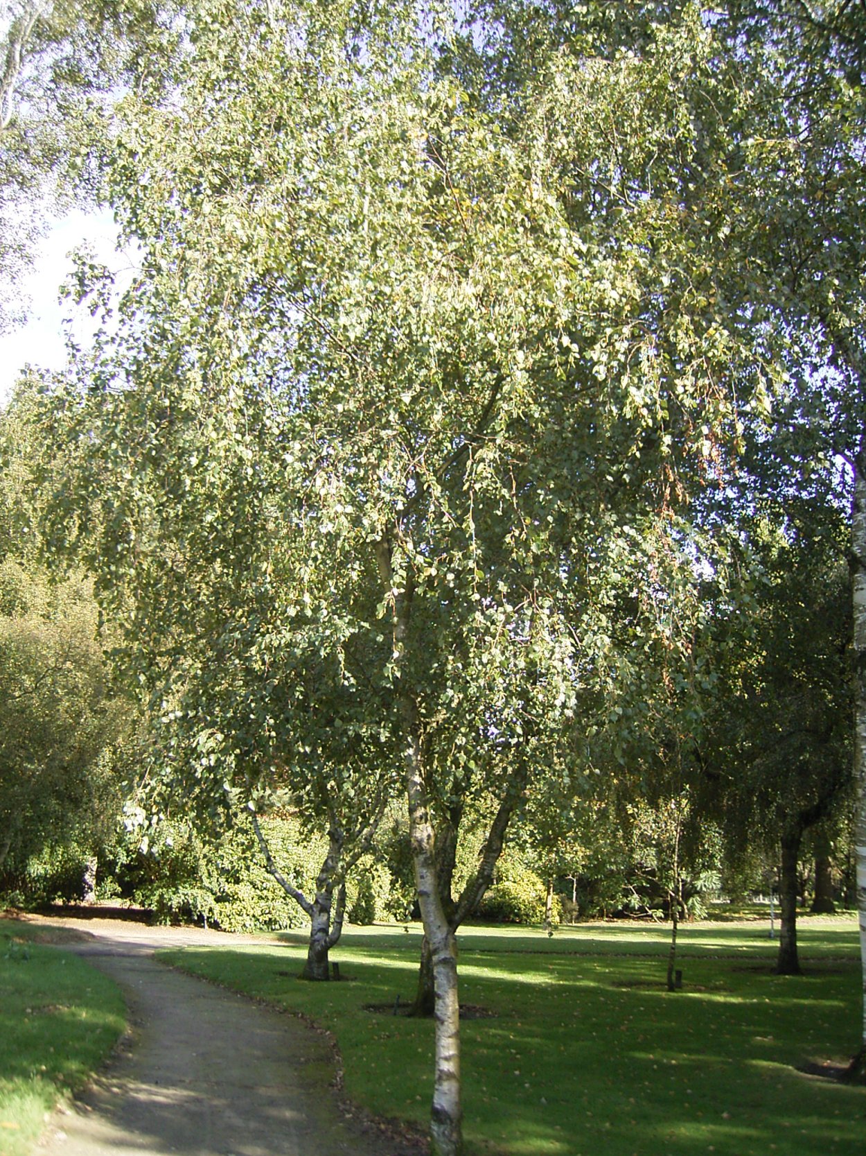 Береза повислая почки