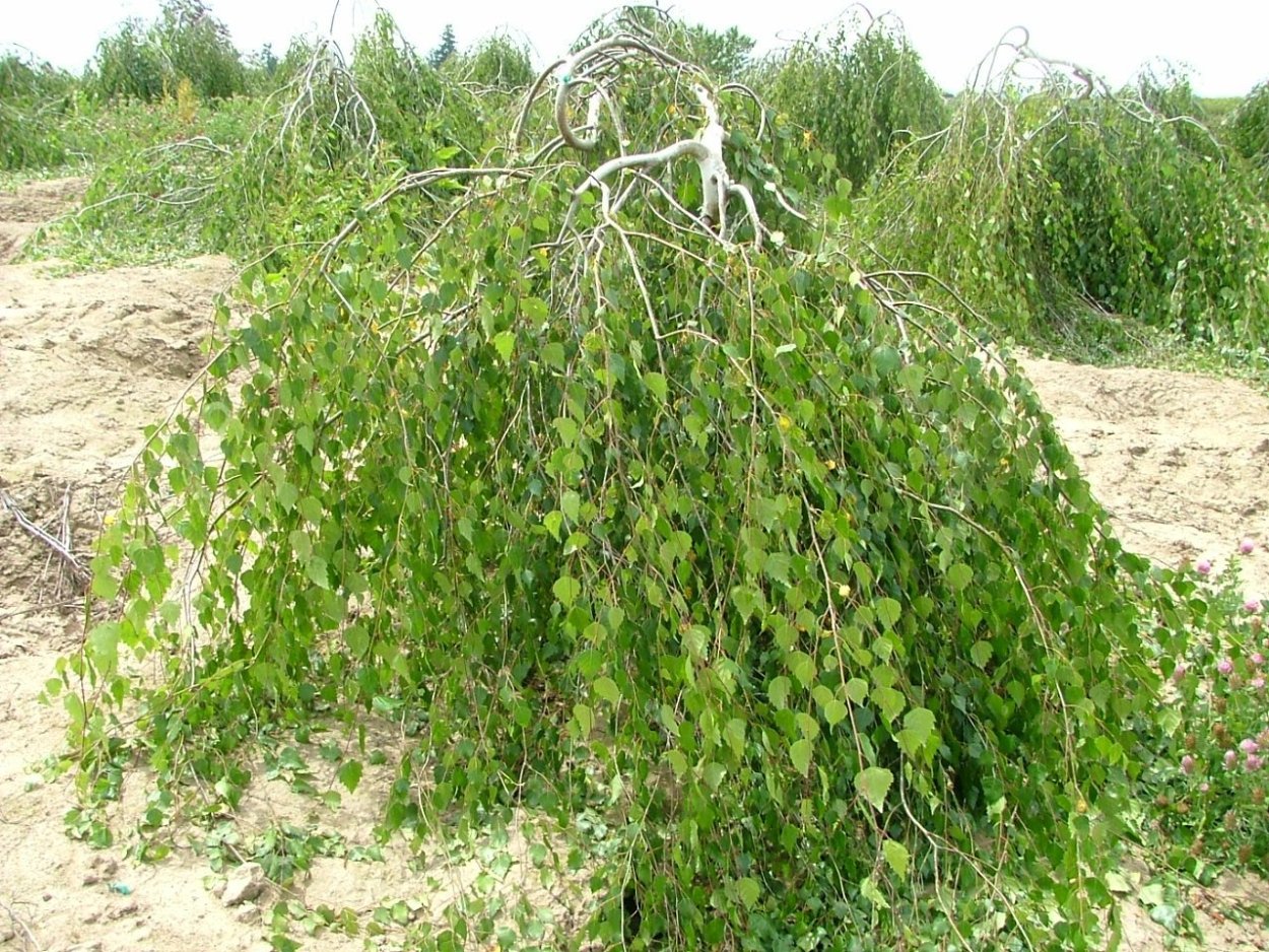 Бетула Пендула береза