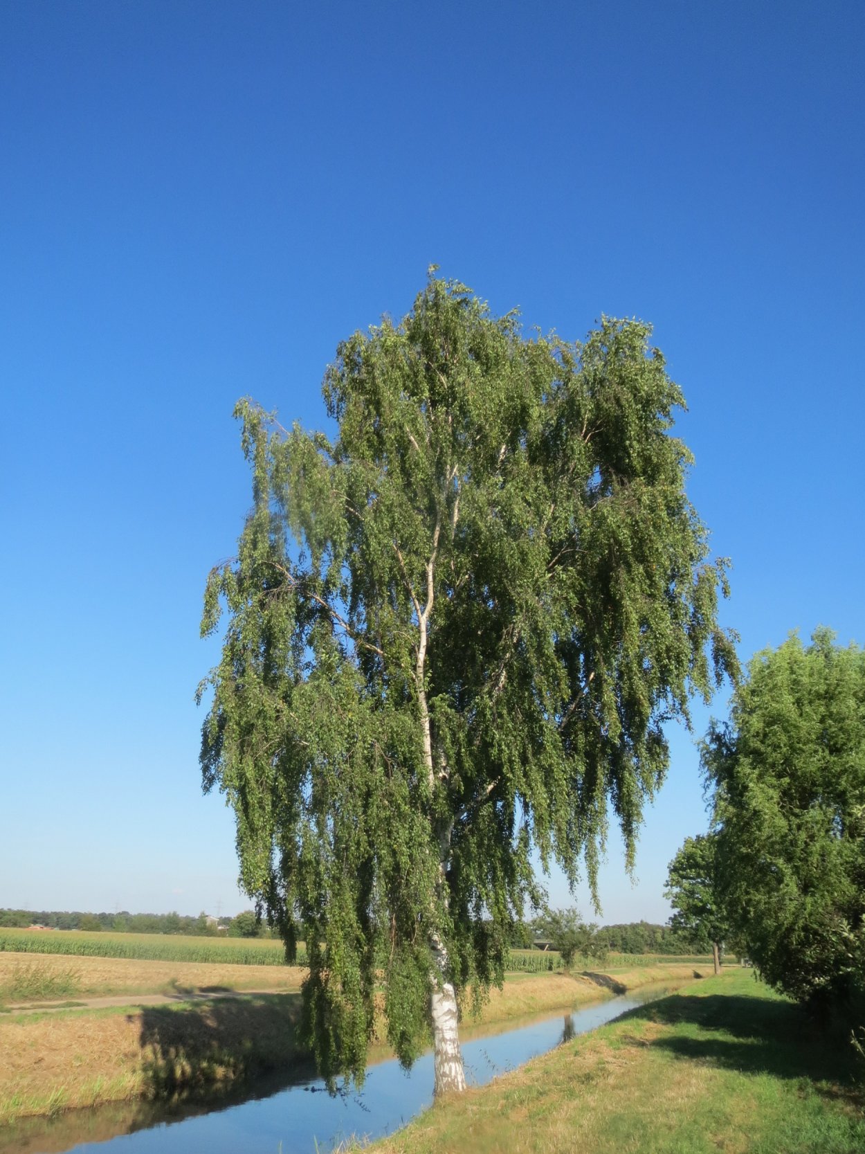 Берёза Тростс Дварф