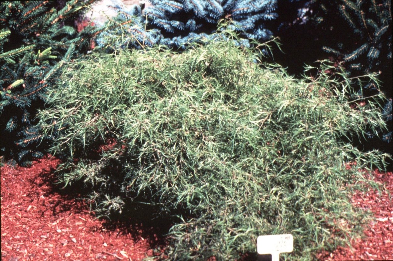 Береза повислая Тростс Дварф