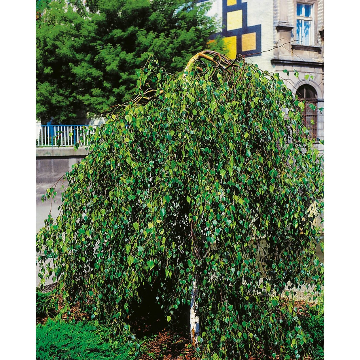 Береза далекарлийская / Betula Dalecarlica