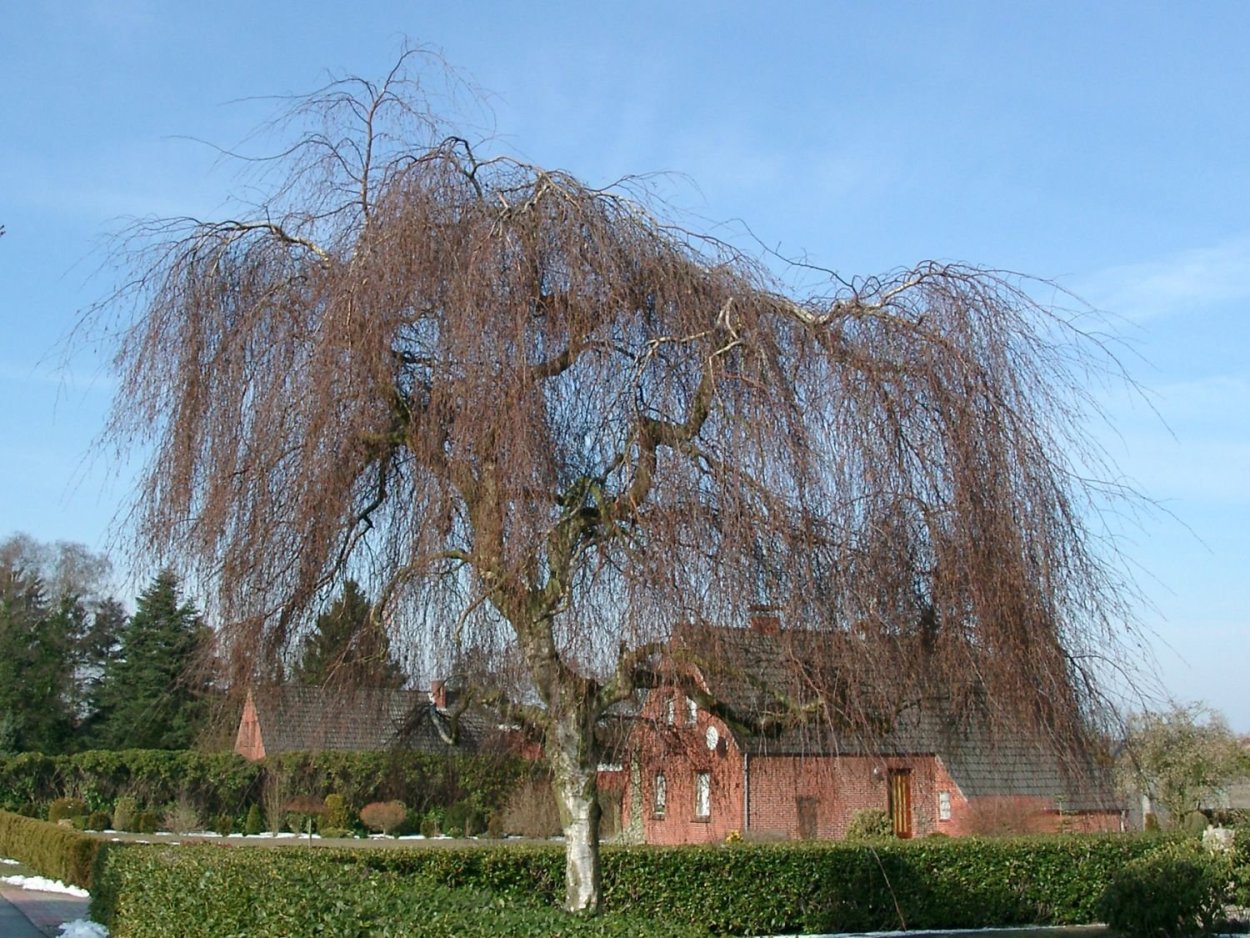 Береза повислая Юнги