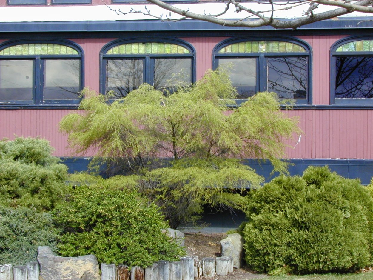 Береза повислая Трост Дварф