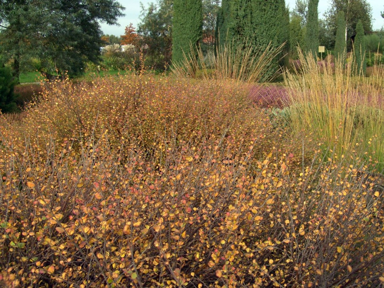 Береза повислая Youngii