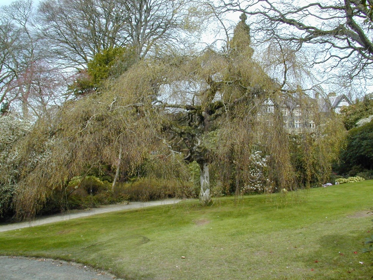 Берёза Тростс Дварф