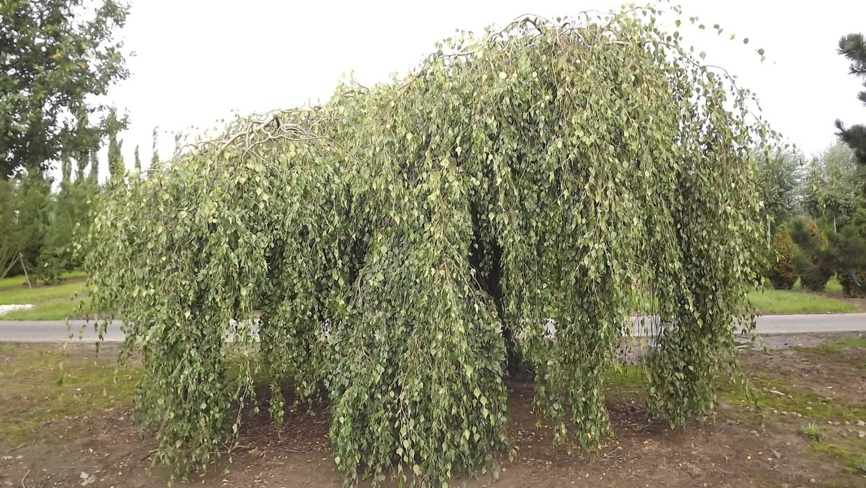 Береза повислая Юнги Betula pendula Youngii