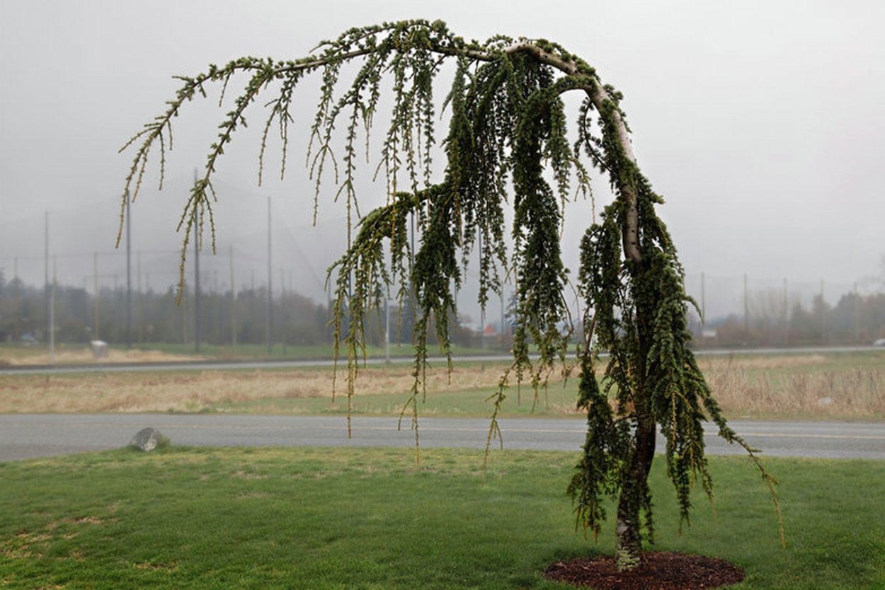 Ива Козья Пендула