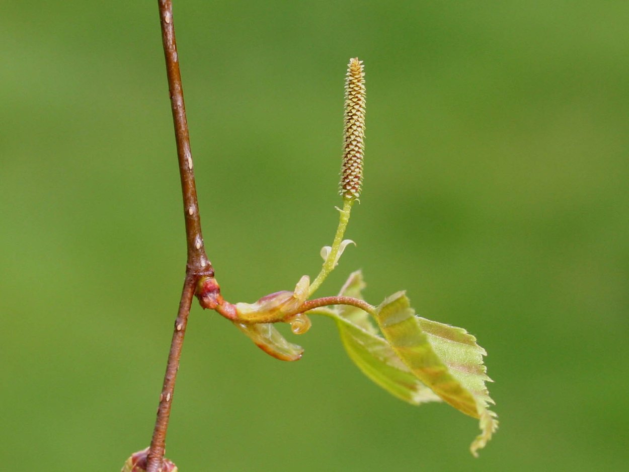 Береза повислая осенью