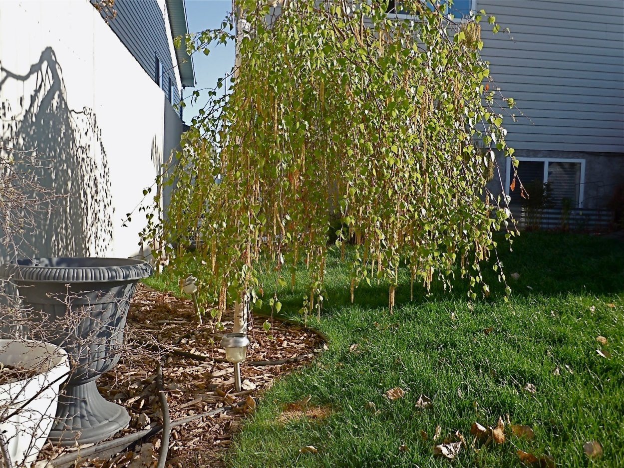 Берёза Тростс Дварф