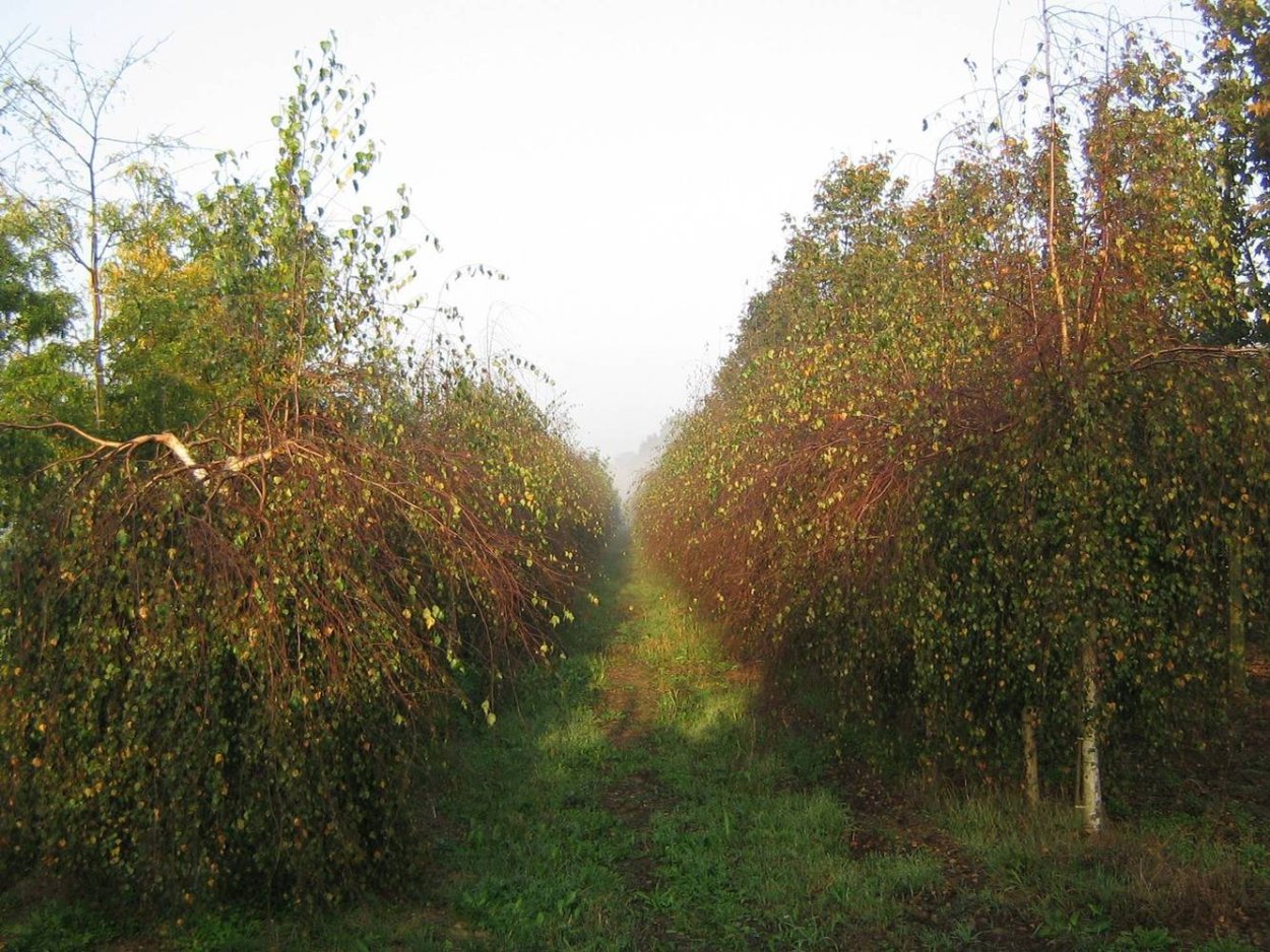 Береза повислая Юнги