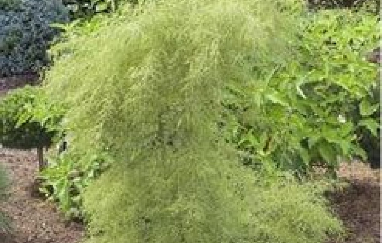 Ольха серая Пендула