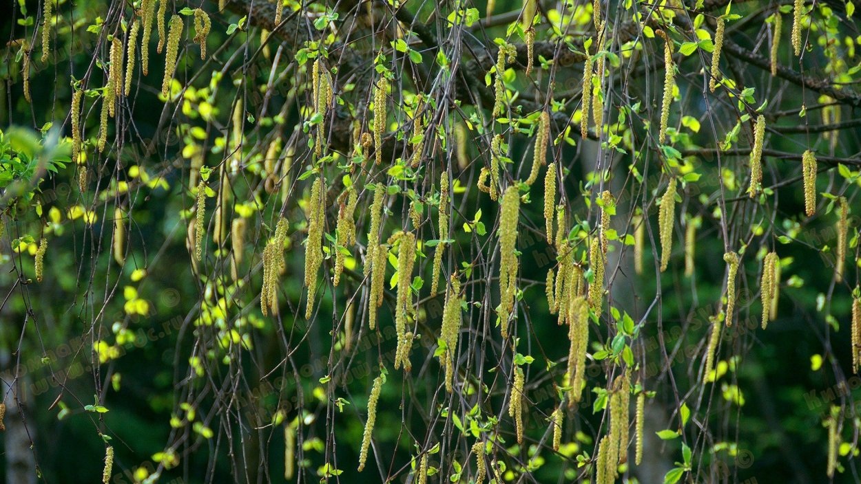 Береза повислая листья