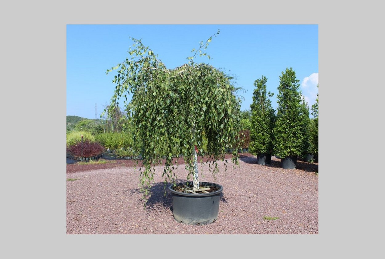 Береза повислая (бородавчатая)