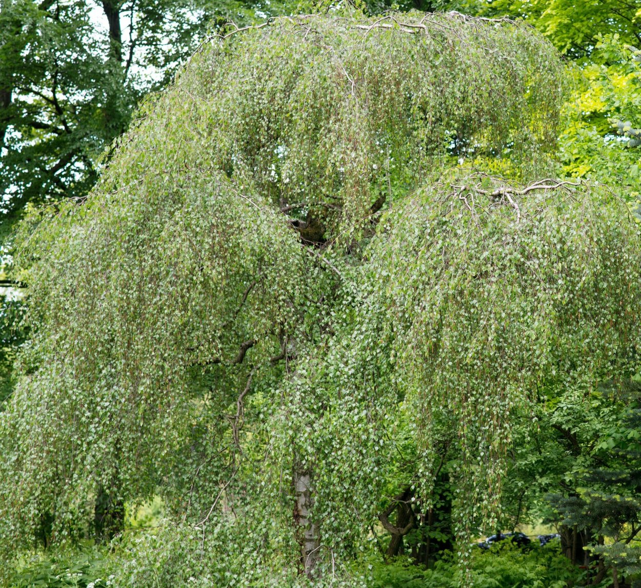 Береза повислая Betula pendula “Youngii”