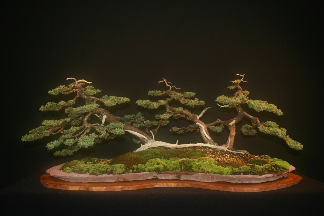 Бонсай Икадабуки